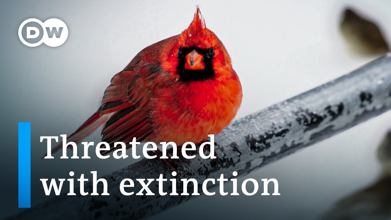 Birds: Survivalists with Special Powers