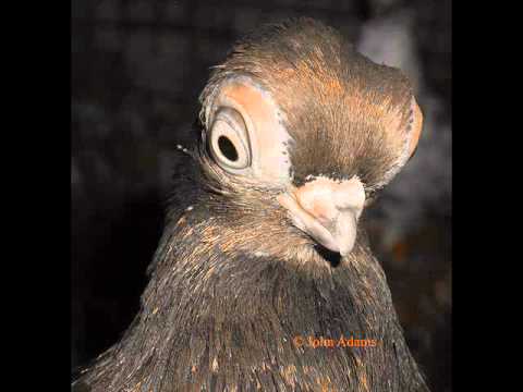 Mr Rogers - Birdbox feat Agustus thElefant