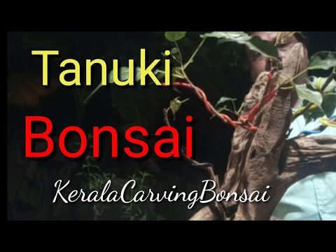 How to create a Tanuki Bonsai