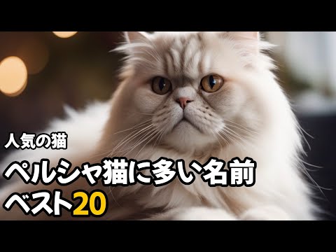 ペルシャ猫の名前