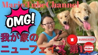 【New Family 紹介 vol.1】我が家に可愛いゴールデンレトリバーがやってきた！