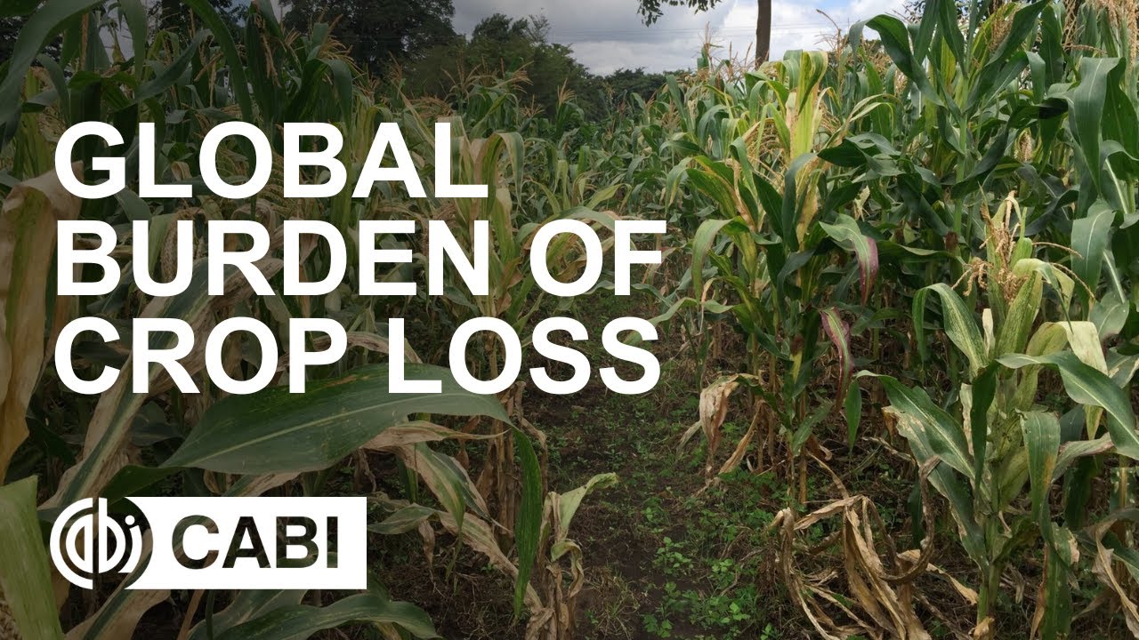 What is Global Burden of Crop Loss?