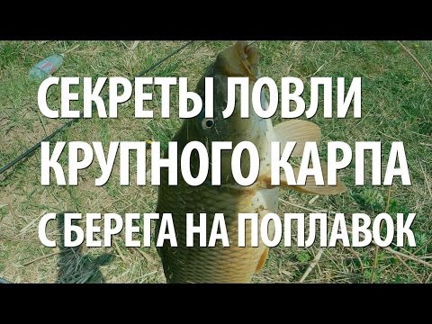 Как ловить карпа: на что лучше клюет и какую наживку использовать? Как ловить карпа: на что лучше клюет и какую наживку использовать?