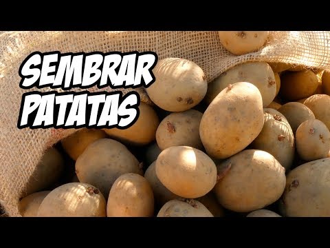 , title : 'Sembrar Patatas o Papas (El Mejor Método) 🥔 | La Huerta de Ivan'