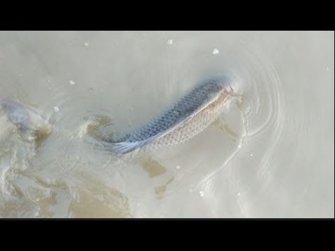 Unbelievable Fish Funny Live Video Video