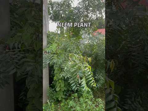 How to make organic neem pesticide to spray on your plants #organicpestcontrol