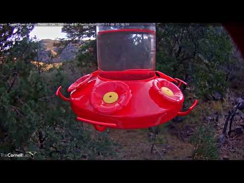 Long Visit By Male Anna's Hummingbird In West Texas – Nov. 6, 2017