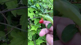 謎の実見つけた #asmr #nature #自然 #アウトドア #shorts