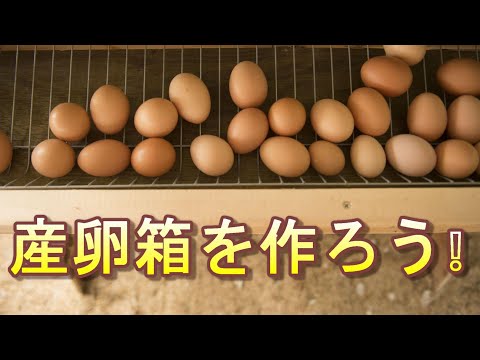 産卵鶏用の小麦を発芽させるにはどうすればよいですか？利点は何ですか?  庭園