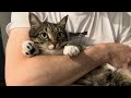 Tabby Cat Likes To Squeak When It Is Squished