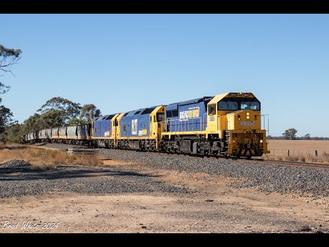 XR557 leads BL27 and BL31 on PN's 7935V Birchip Grain- 28/3/24
