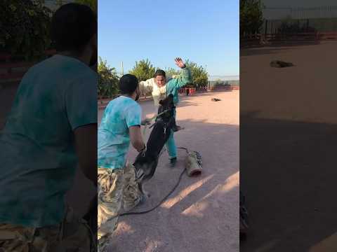 #germansheparddog #dog #workingdog #germanshepherdtraining #dogtraining