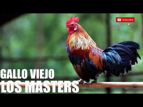 LOS MASTERS - GALLO VIEJO [Audio HD]