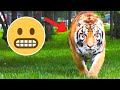6 Tiger Encounters That Will Terrify You