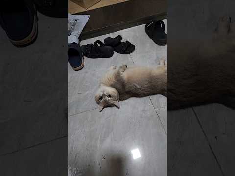 귀가한 남편을 반갑게 반겨주는 고양이