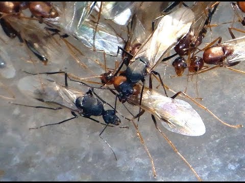 Big Swarm of Male Winged Ants