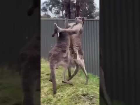 An Extremely Funny Kangaroo Fight 😁😁