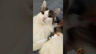 今日のしゃも様#1