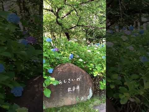 アジサイの開花を促進するのに最適なマルチは何ですか?  庭園