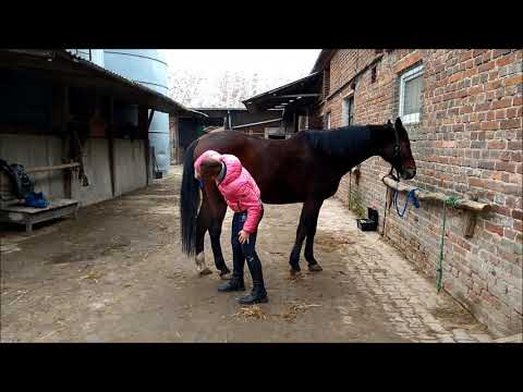 Bzyk- wałach na sprzedaż- czyszczenie