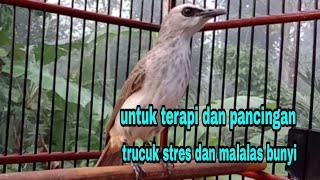 Download lagu Untuk terapi dan pancingan burung trucuk stres dan macet bunyi mp3
