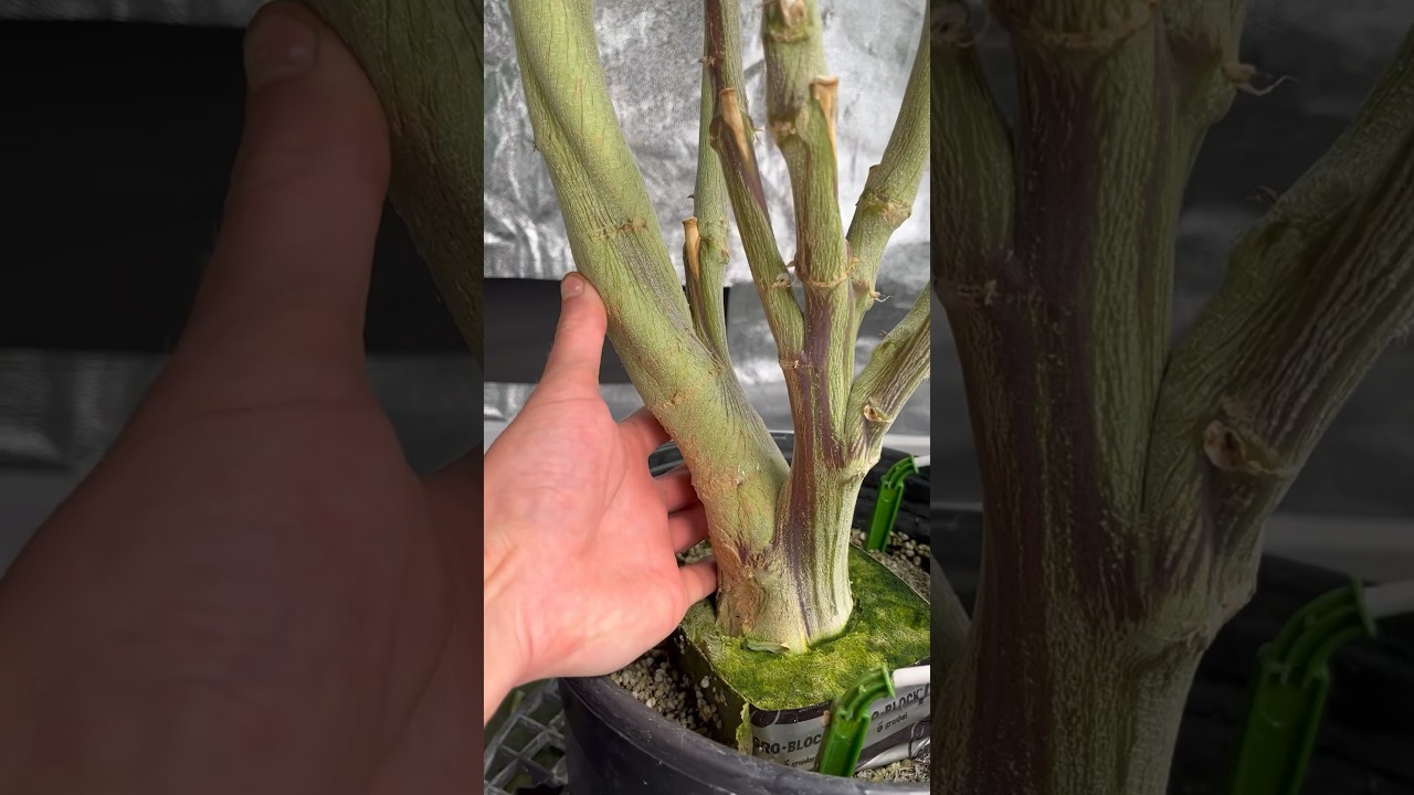 Time to clone the mother plants