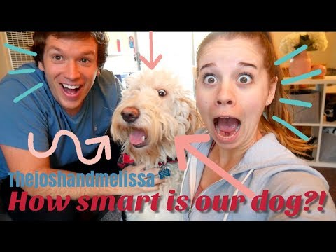 3rd YouTube video about are golden doodles smart