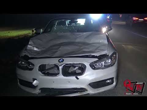 Salassa - Herd of cows escape from fence, car hits one