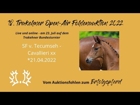 Kat.-Nr.16 SF v. Tecumseh - Cavallieri xx