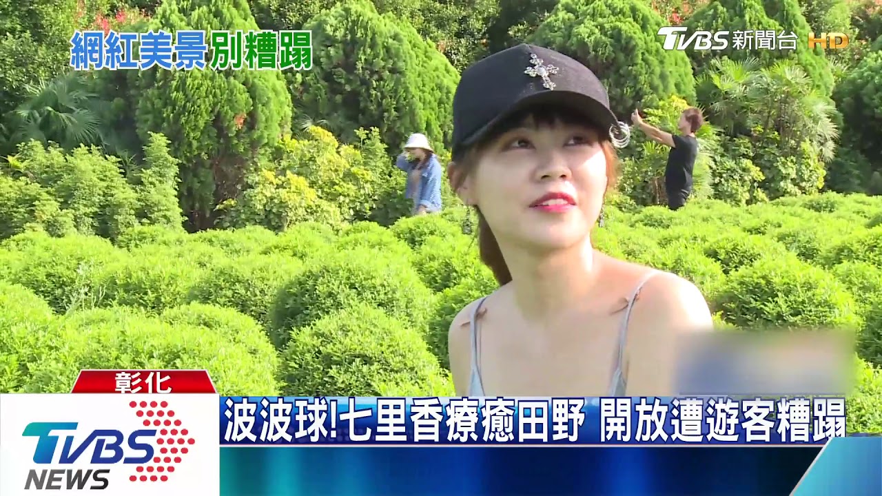波波球!七里香療癒田野 開放遭遊客糟蹋