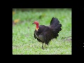 Australian Brush Turkey Noises