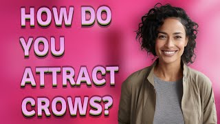How do you attract crows?