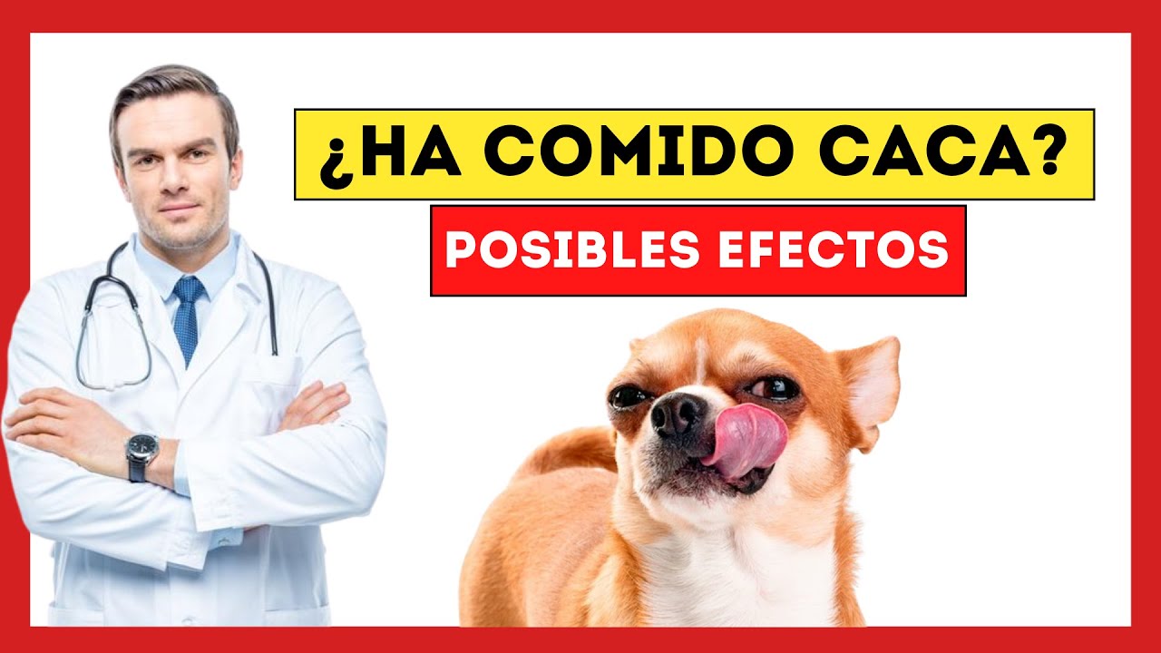 😱¿Qué Pasa si mi Perro Come CACA de GATO [Esto es lo que le OCURRE a tu Mascota]