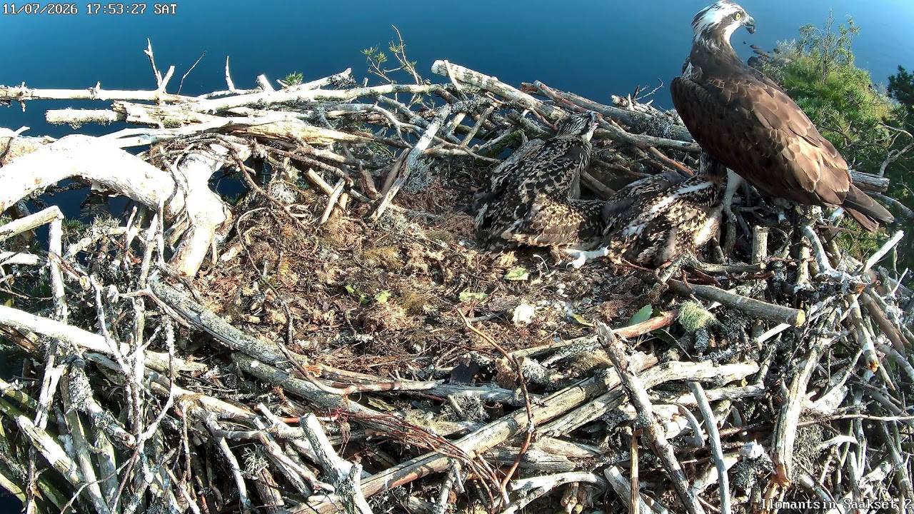 Live webcam view of Osprey Nest Cam Ilomantsi