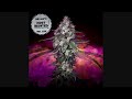 VA Hip Hop S Most Blunted Vol 25 2025
