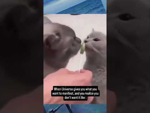 Lick 248 #manifestation #manifestationcreations #nevillegoddard #funny #powerofcreation