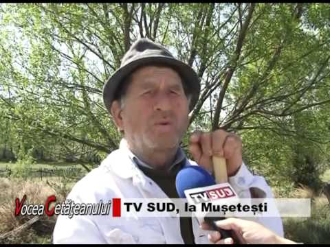 vocea cetateanului MUSTESTI