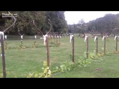 Bak - madžarska vas z razstavo jelenjih trofej