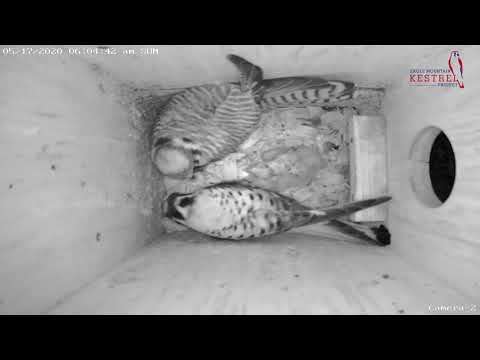 Early Morning at the Kestrel Home