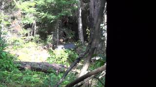 preview picture of video '2014 Bear Hunt at Northern Wilderness Bear Outfitters..8-15-14'