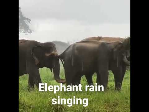 Elephant singing a rain song #shorts