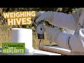 How to Weigh Beehives in the Fall | Highlights #17