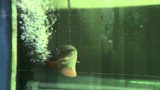 Henry Cross Back Golden AROWANA