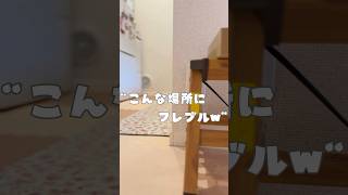 こんな場所にフレブルがいましたw