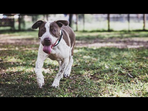 Maggie Magnolia, an adoptable Pit Bull Terrier & Labrador Retriever Mix in Austin, TX_image-1