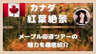 カナダ紅葉絶景🍁メープル街道ツアーの魅力を徹底紹介