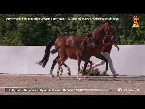 Lot 5 v. Dynamic Dream / Benicio