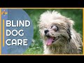 Why Dogs Go Blind And 5 Tips To Help Them Live A Full Life