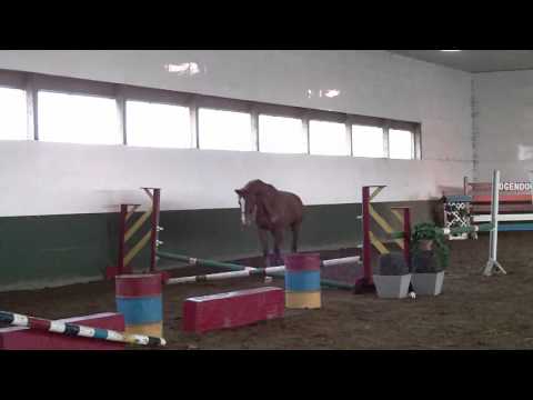 Dodge H, Freejumping Dec'11 #5 (Hogendoorn Sport Horses)