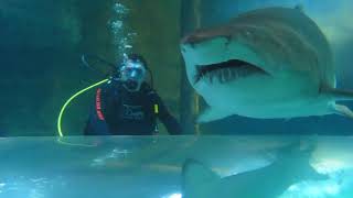kid falls into shark tank and couldn't get out in time...